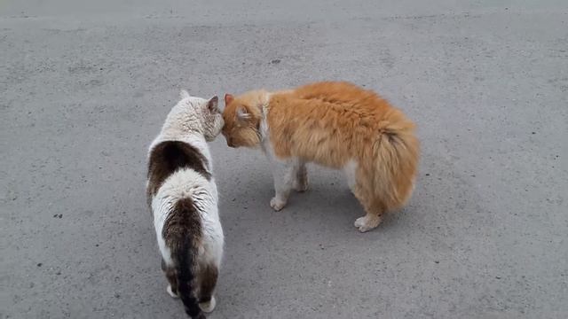 Разборка двух котов! ))) смотреть онлайн