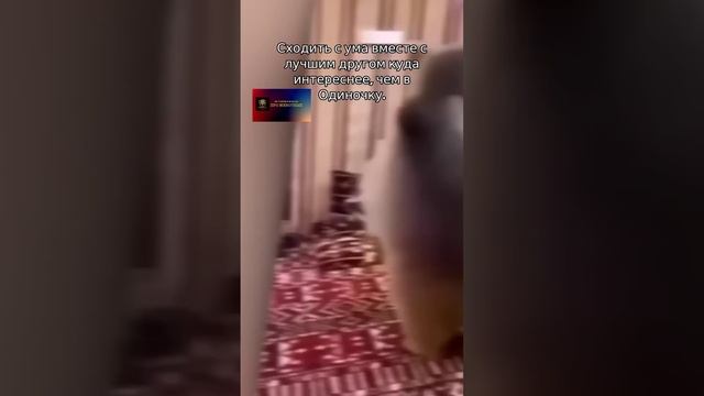 Сходить сума вместе с лучшим другом куда интереснее_чем в Одиночку.