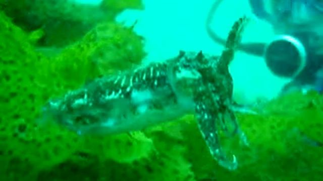 Tiny Cuttle смотреть онлайн