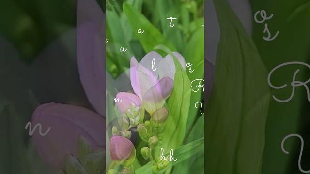 Freesia by Carol Ann Henderson смотреть онлайн