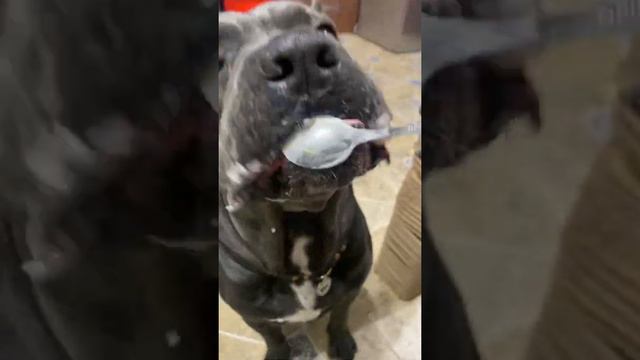 Десерт🥰#tttt #канекорсо #canecorsoitaliano #canecorso #cane #канекорсоитальяно смотреть онлайн