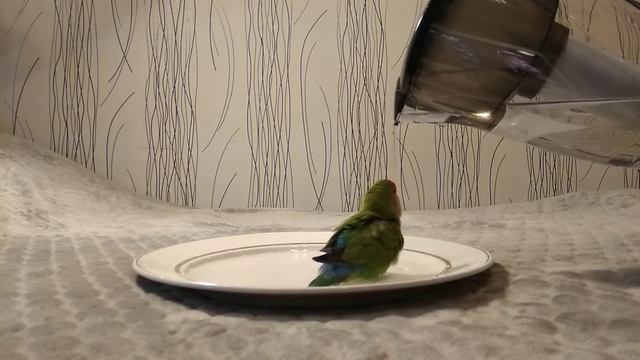 Попугай купается) смотреть онлайн