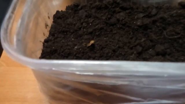 Лук из семян.Как я высеваю семена лука. смотреть онлайн