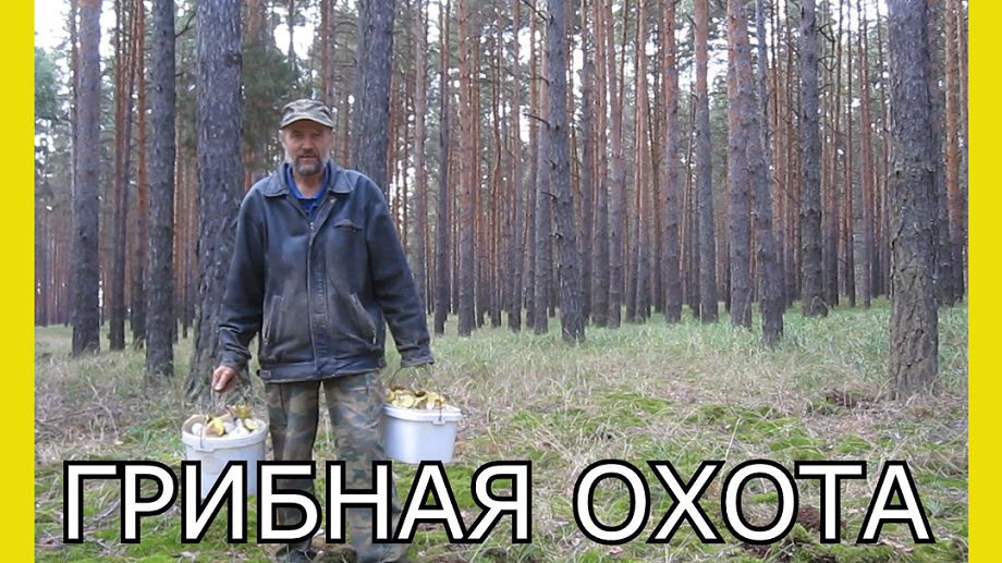 Поход в лес за грибами.Сбор белых грибов.Грибная охота.Как собирать белые грибы.Много грибов смотреть онлайн