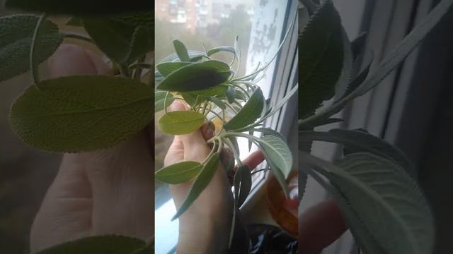 Шалфей на подоконнике. смотреть онлайн