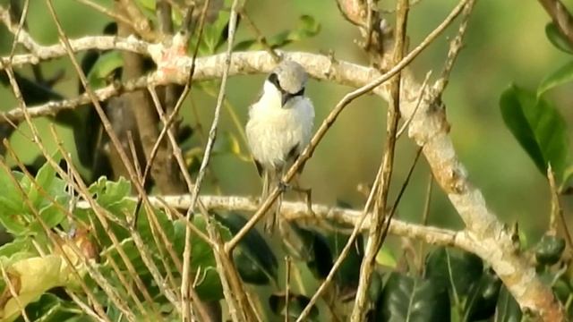 NIKON COOLPIX P900 BIRD VIDEOGRAPHY смотреть онлайн