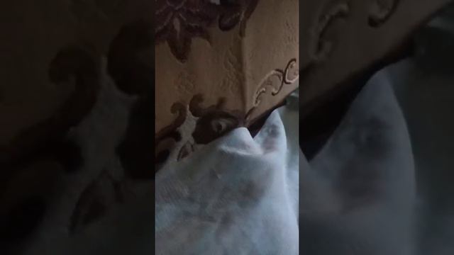 Кратко о том, как мой брат играет на дудке))) смотреть онлайн