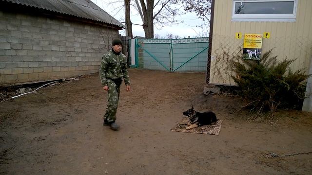 Немецкая овчарка дрессировка и обучение смотреть онлайн