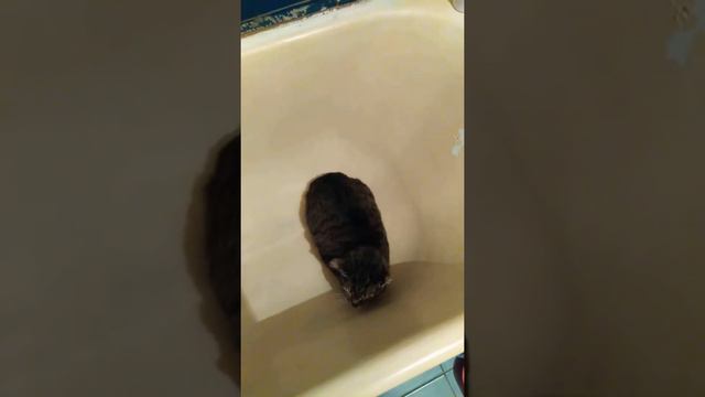 Кот насрал, и не признается))) смотреть онлайн
