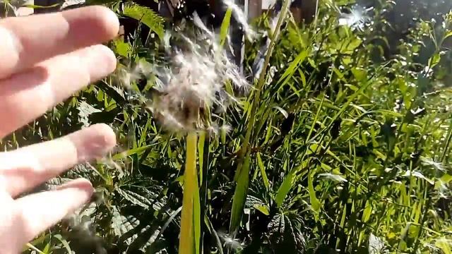Гуляю на даче , скорость поедем на Нарочь там видео будут выходить каждый день! смотреть онлайн
