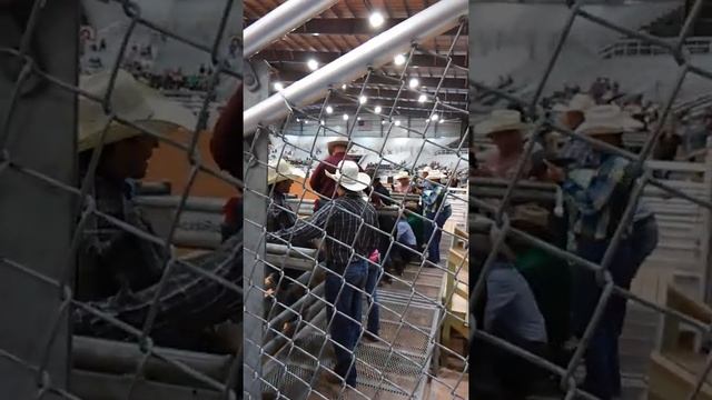 Arcadia Rodeo Brazilian Bull Rider смотреть онлайн
