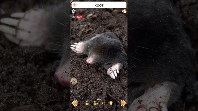 Звуки крота #shorts #mole #крот смотреть онлайн