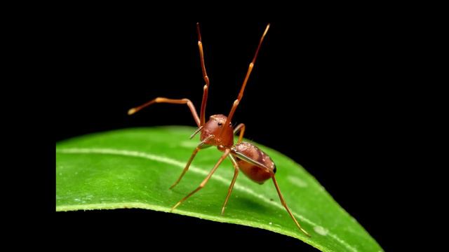 Is Olympus 60mm F2.8 The Best Macro Lens? смотреть онлайн