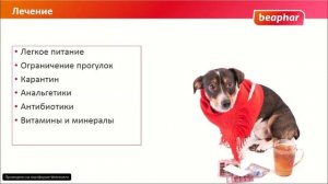 Инфекционный трахеобронхит или питомниковый кашель собак