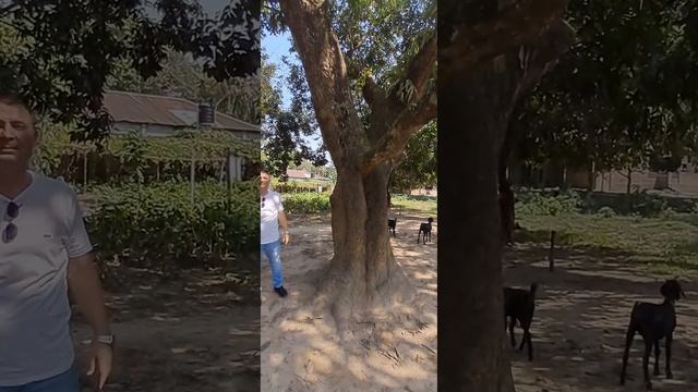 Развеиваем миф, что деревья манго растут небольшие.Знакомимся с ОГРОМНЫМ деревом манго!!!#Shorts смотреть онлайн