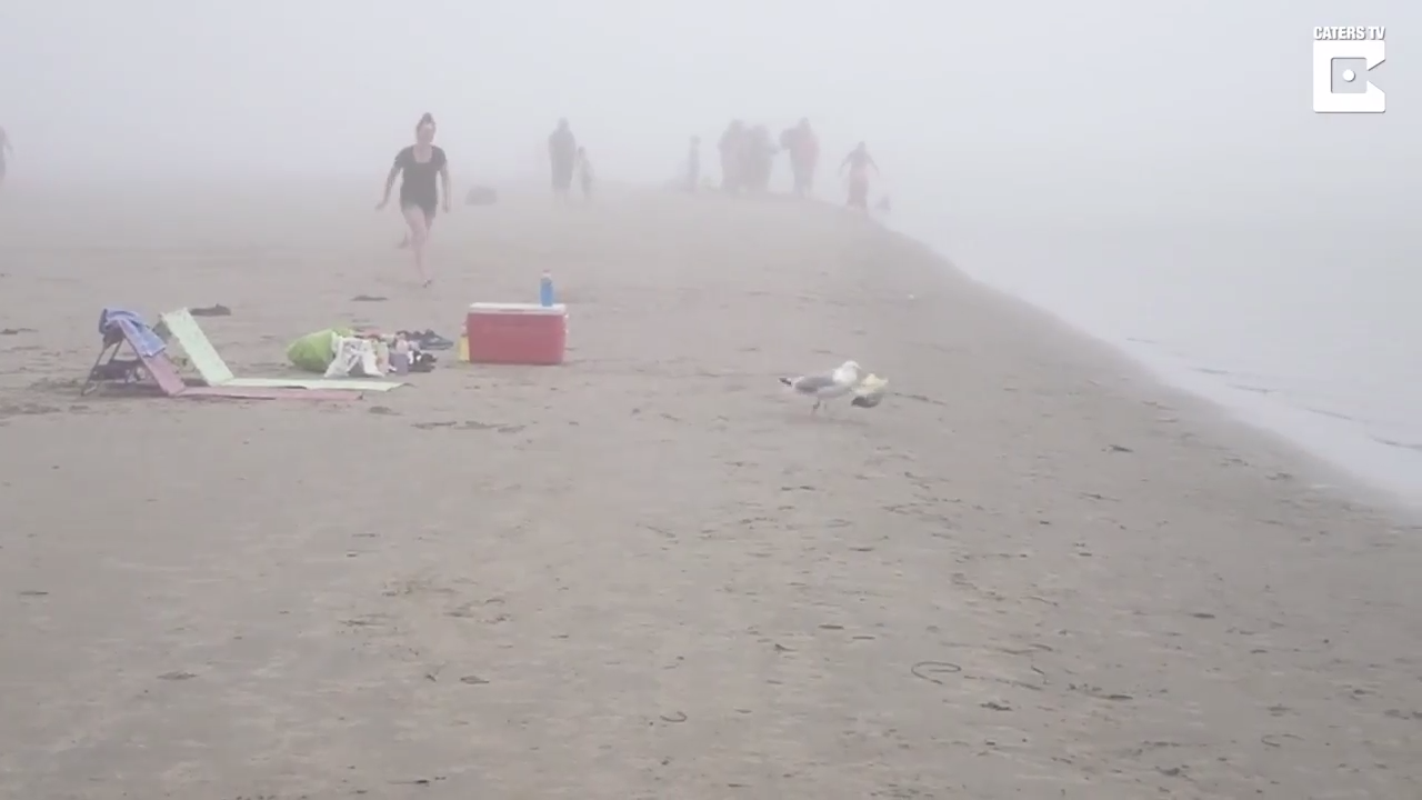 Чайка стащила пакетик снеков смотреть онлайн