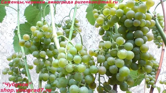 Виноград технический, винный РАССВЕТ, Польша. (Пузенко Наталья Лариасовна) смотреть онлайн