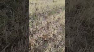 Дикий, злой хомяк))) прикол!