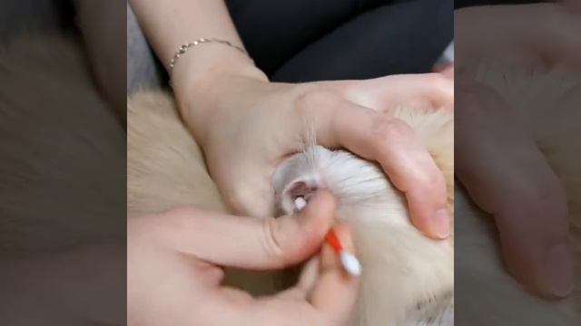 Как чистить ушки собаке смотреть онлайн