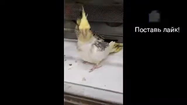 Мой поход в зоомагазин!!!))) смотреть онлайн