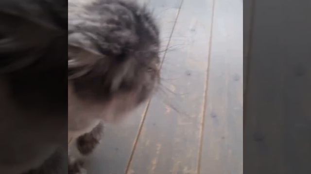 Я-Туся.Самая независимая кошка! #котодомlove2cats смотреть онлайн