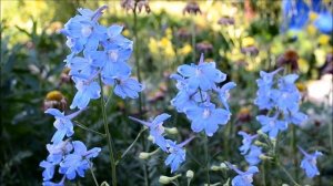 Дельфиниум Голубая бабочка