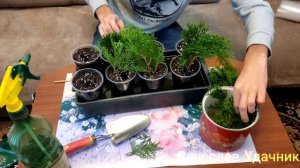 Размножение Туи, Смарагд.