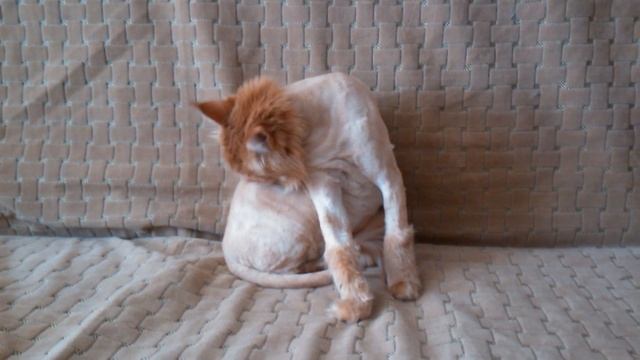 Maine Coon Caeser (стриженый Мейн-Кун Цезарь Lion #cat #cats#instacat#catlover#catwang