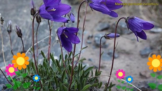 Колокольчик камнеломка. Краткий обзор, описание характеристик, где купить campanula saxifraga смотреть онлайн