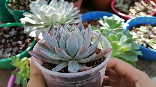 como regar una suculenta guía de riego de suculentas donsuculento смотреть онлайн