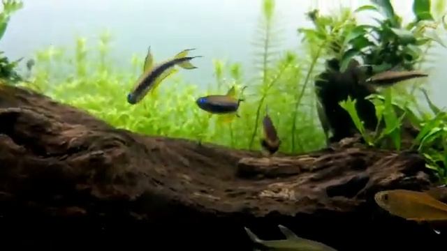 COMMUNITY AQUARIUM Fish|Emperor Tetra|Nematobrycon palmeri|Close up| Tropical Aquarium fish смотреть онлайн