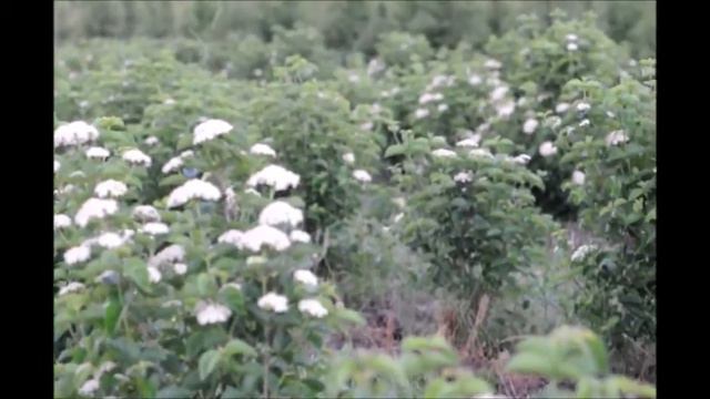 Planting Arrowwood Viburnums Used as a Hedge смотреть онлайн