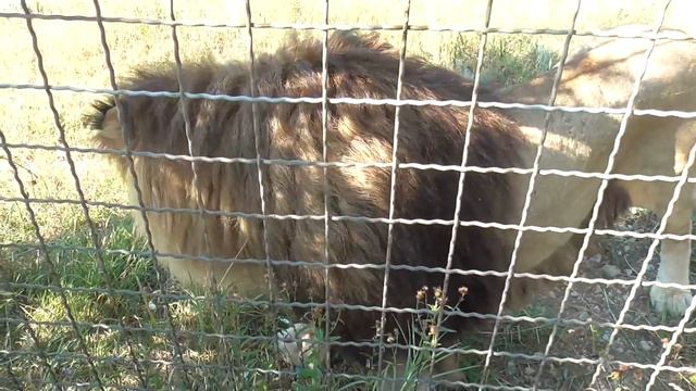 "Тайган"❤ Марсель смотреть онлайн