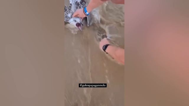 Эти Животные ЗВАЛИ на ПОМОЩЬ! Спасение Диких Животных! смотреть онлайн