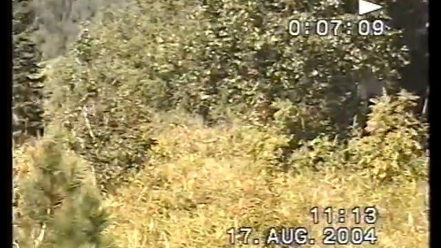 1-2 Маяк 2004 Чарышские россыпи. В поисках кедровых шишек. смотреть онлайн