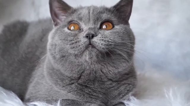 Ronnie Chattering & Chirping смотреть онлайн