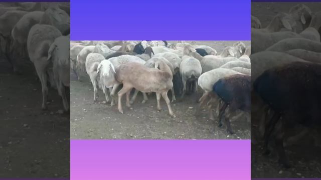НА ПРОДАЖУ! АФГАНСКИЕ ОВЦЫ суягные (бооз) Возраст 4, 6 зуба. Цена 450$ | Узбекистан?+998993540719 смотреть онлайн
