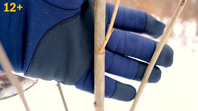 Уход за деревьями и кустарниками. Как правильно делать замещающий срез смотреть онлайн