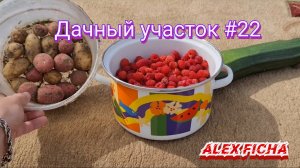 Дачный участок с нуля #22  Наш первый урожай