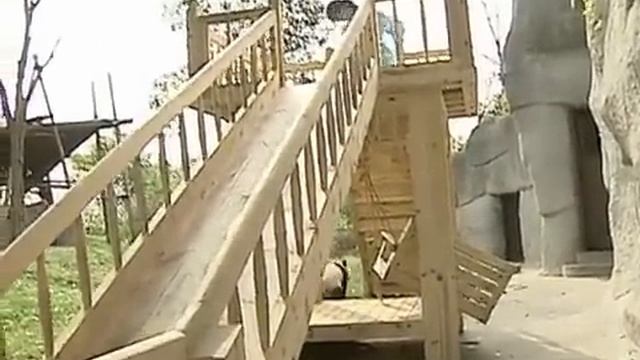 Панды резвятся смотреть онлайн