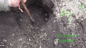 Деревья. Правильная Посадка Персика Весной. Персик Санрайз или Миллион Долларов.