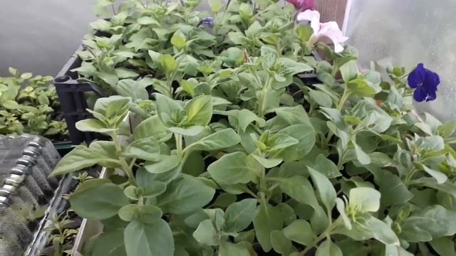 Хлороз растений. Результат лечения смотреть онлайн