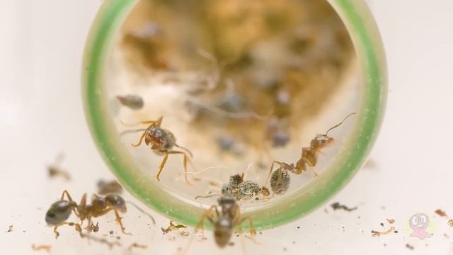 Как сделать классные домики для муравьев, крыс, черепах, пауков, улиток и кошек! смотреть онлайн