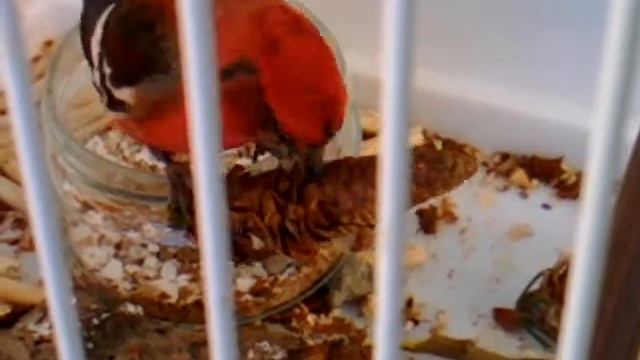 Белокрылый клест смотреть онлайн