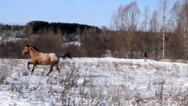 ТОПАЗ? ДОЛГО ЖДАЛ СВОЮ ПОДРУЖКУ