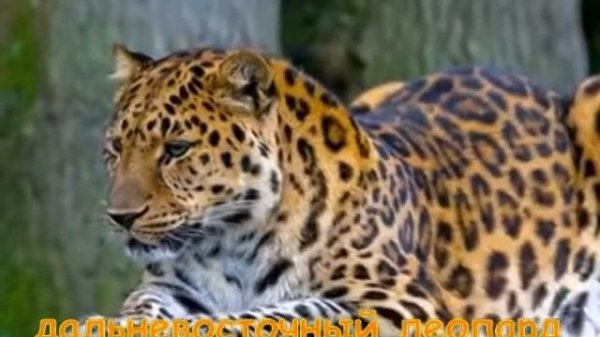 Самые редкие животные планеты Развивающее видео для детей Rare animal planet