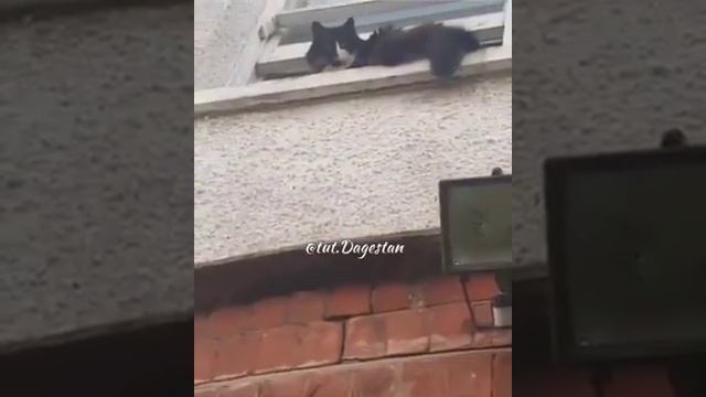 Кот пришёл в гости к кошке смотреть онлайн