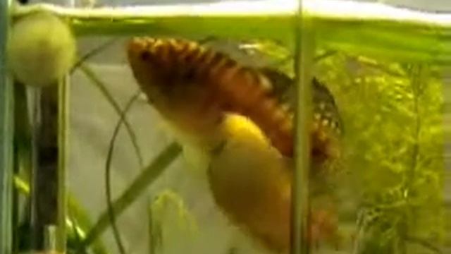 Нерест гурами смотреть онлайн