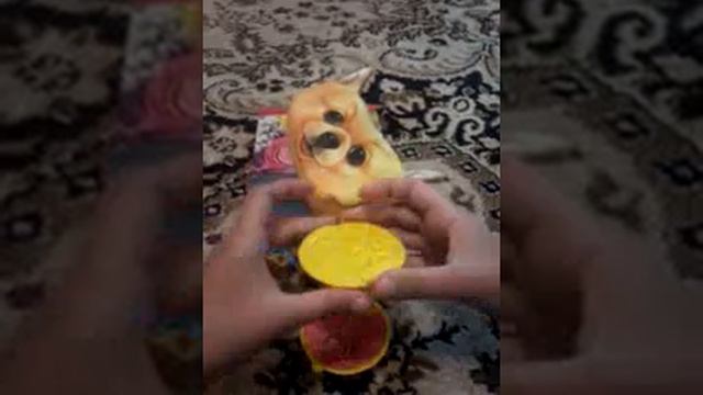 Что мне нужно взять в гости к сестре? Мини-мультик+распоковка смотреть онлайн