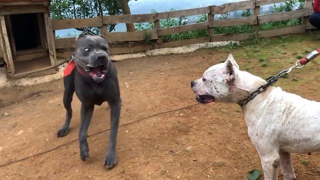 Кане Корсо против Аргентинского дога смотреть онлайн